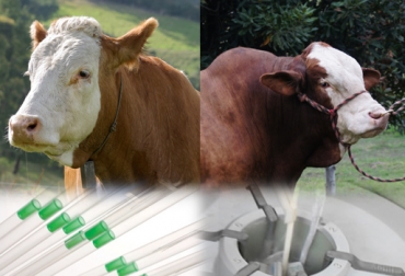 Acceder a las pajillas es muy económico y brinda grandes beneficios al productor. Foto: CONtexto ganadero. 30 mil pajillas de Asosimmental