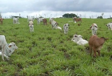 El cambio climático ha obligado a los ganaderos a replantear el tradicional manejo animal. Foto: www.engormix.com / CONtexto ganadero. manejo animal tecnificado