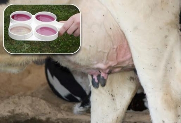La mastitis subclínica no se detecta con solo ver la ubre de la vaca. Se necesita hacer prueba de diagnóstico con la leche. Foto: CONtexto ganadero. mastitis subclínica