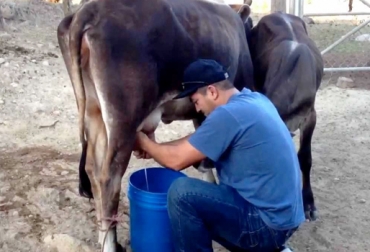 Implementar buenas prácticas ganaderas no solo logra mejorar el bienestar de los animales, también mejora las capacidades del personal de campo. Foto: CONtexto ganadero. Bienestar animal bovino