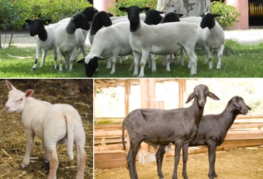 El sector ovino se expande en Colombia con por lo menos 5 razas. Foto: CONtexto ganadero. razas ovinas Colombia