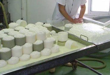 La calidad de la leche y las buenas prácticas manufactureras son algunas de las claves más importantes para fabricar los mejores quesos. Foto: quesosdesenz.jimdo.com. quesos, fabricación, claves