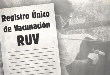 El Registro Único de Vacunación, RUV, lo entregan los vacunadores tras inmunizar los animales en cada predio. Foto: v1.veterinet.com.ve. Ruv registro único de vacunación colombia