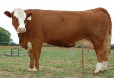La raza simmental se aprovecha en ganaderías de lechería especializada y en las dedicadas a la ceba. Foto: www.djfarmscattle.com. bondades de raza Simmental