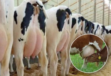 Las vacas han comenzado su primer servicio antes de los 16 meses de vida. Foto: www.pixabay.com. primer servicio en vacas