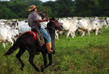 Para el FNG, la ganadería es rentable si es intensiva en un espacio de 20 millones de hectáreas. Foto: www.mintur.gob.ve Ganadería Intensiva Colombia