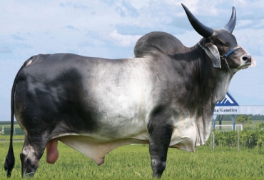 La raza Guzerá produce leche y carne de la mejor calidad, según Asocebú. Foto: www.altagenetics.com.br. raza guzerá en Colombia