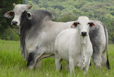 El Brahman se caracteriza por producir carne en países de condiciones tropicales. Foto: lasrazasbovinas.blogspot.com Raza Brahman
