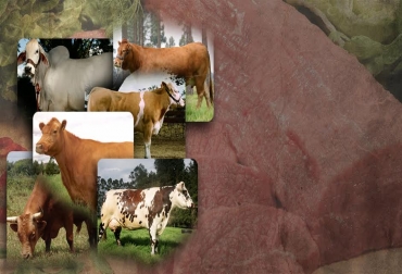 El peso, la edad de sacrificio, la terneza y el marmoleo son los principales aspectos que determinan la calidad de la carne. Foto: CONtexto Ganadero calidad de carne, razar cárnicas, Colombia, asociaciones, ganado,