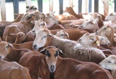 Un cordero se ceba en menos de 12 meses. Foto: youtube.com carne de cordero