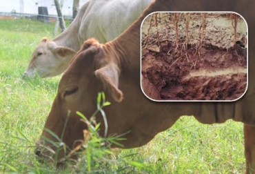 Los suelos compactados impiden el ingreso de agua y fertilizantes a los forrajes que consumen los bovinos. Foto: www.ganaderiaproductivaymaslimpia.com-CONtextoganadero compactación suelo