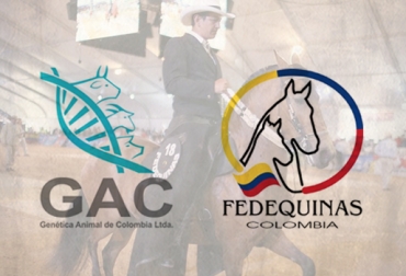 Los criadores de equinos podrán mejorar la genética de sus animales mediante la oportunidad que ofrece la Asociación. Foto: Fedequinas - Genética Animal de Colombia LTDA. Convenio Fedequinas - Genética Animal de Colombia LTDA