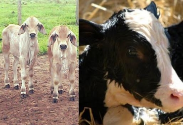 De la adecuada crianza de terneros dependerá su desempeño productivo en su edad adulta. Foto: web.altagenetics.com- ganaderialavictoria.com cría de terneros en Colombia