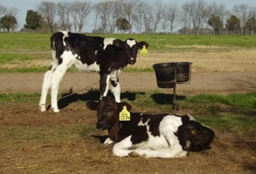 Las terneras consumen agua, leche y concentrados para alcanzar un peso adecuado que les permita iniciar su vida reproductiva. Foto: www.fcagr.unr.edu.ar. higiene en ganadería leche