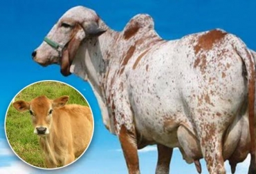 La raza Gyr aporta adaptabilidad al trópico y la Jersey mejoramiento en calidad de la leche. Foto: salesganasal.com / CONtexto ganadero. cruce gyr por jersey