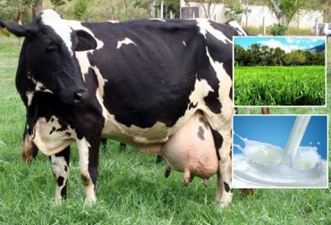 Las vacas de leche requieren pastos de alta calidad para producir en su periodo de lactancia. Foto: CONtexto ganadero. qué comen las vacas