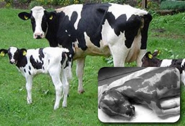 La diarrea viral bovina, según expertos, tiene alta incidencia en las ganaderías de Colombia. Foto: CONtexto ganadero. diarrea viral bovina