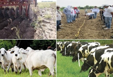 Mejorar pasturas, tener silos y agua son los retos que esperan cumplir ganaderos colombianos antes de terminar 2015. Foto: CONtexto ganadero. retos de ganaderos colombia