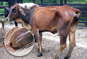 La proliferación de garrapatas en un predio puede generar caída en la productividad del ganado. Foto: CONtexto ganadero. garrapatas ganado