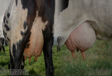 Una res Holstein y una Normanda se ubicaron en el primer y tercer lugar, respectivamente, como las razas con récords en producción láctea. Foto: CONtexto ganadero holstein, Asoholstein, Simmental, Asosimmental, normando, asonormando, jersey, Asojersey, Gyr, Guzerá, Girolando, producción de leche, CONtexto ganadero