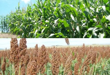 Tanto el maíz como el sorgo, tienen varios beneficios para la nutrición bovina, ¿usted cuál prefiere? Foto: CONtexto Ganadero. maíz y sorgo