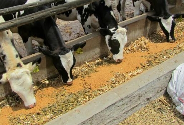 Los concentrados son más susceptibles a adquirir micotoxinas que otros alimentos para vacas lecheras. Foto: www.perulactea.com. micotoxinas en concentrados