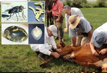 Las pruebas de sangre y el estudio cropológico determinan con claridad el tipo de parásito presente en un bovino. Foto: criseyda-princesita.blogspot.com / CONtexto ganadero. parásitos en el ganado bovino