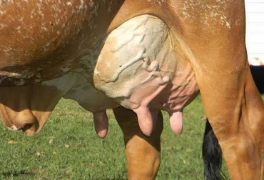 Las terneras pueden nacer con pezones suplementarios que se retiran para evitar la deficiencia en la producción láctea. Foto: ganaderiasos.com. pezones en vacas