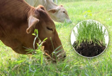 El estado de los forrajes depende del manejo dado a sus raíces. Foto: www.ganaderiaproductivaymaslimpia.com - CONtexto ganadero. raíces de pastos