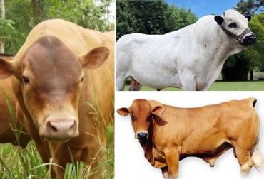 Los toros y hembras de razas criollas de Colombia que participan en concursos son evaluados con los mismos parámetros que el resto de bovinos. Foto: CONtexto ganadero. juzgamiento de criollos colombianos