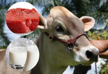 La Pardo Suizo se especializa en leche, la Braunvieh en carne y los mestizos en la producción doble propósito. Foto: CONtexto ganadero. Pardo Suizo y Braunvieh
