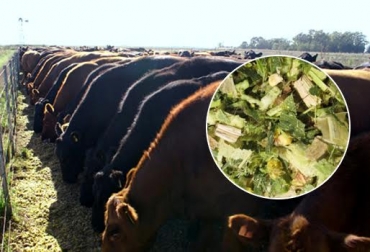 El silo se puede dañar si no se conserva a una temperatura adecuada. Foto: anguslosfigari.blogspot.com-CONtexto ganadero silo para bovinos