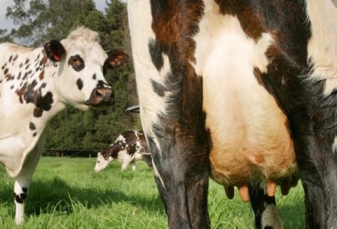 Una de las ventajas del tercer ordeño es que al vaciar la ubre se estimula la producción de nueva leche. Foto: CONtexto Ganadero. tercer ordeño, aumento de la producción láctea, círculo de excelencia, caso práctico, ganaderos, Santander
