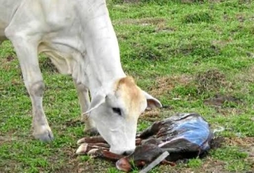 La reproducción bovina se consigue con buenas prácticas de manejo en el predio. Foto: www.perulactea.com. enfermedades parasitarias ganadería
