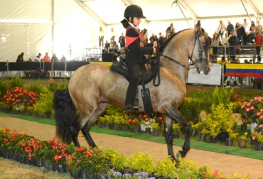 Los niños y jóvenes se están formando para representar al país en competencias internacionales de equitación de caballo criollo. Foto: http://www.fedequinas.org/galerias. Chalanería, Equitación de caballo criollo, Fedequinas, Coldeportes, Federación Colombiana de Asociaciones Equinas, Mundial de Chalanería 2014, Asociación de Criadores de Caballos Criollos Colombianos de Silla, Asdesilla, contexto ganadero
