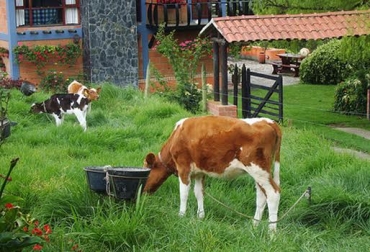 La crianza de terneras con estaca apenas se comienza a emplear en ganaderías de lechería especializada de Colombia. Foto: www.flickr.com. crianza de terneras con estaca