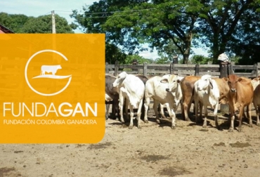 Según Fundagán, se han entregado 105 vacas preñadas producto de los recursos obtenidos de la venta de la primera cría. Foto: Fundagán. Entrega Vaca por la Paz 2015
