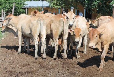 Los bovinos de la Hacienda Cañahuate han alcanzado ganancias de hasta 830 gramos diarios de peso. Foto: Ricardo Botero. Magangué, Bolívar, Hacienda Cañahuate, sistema de producción súper precoz, mejoramiento genético, manejo de potreros, manejo nutricional, control sanitario, tetrahíbrido, heterosis, valores genéticos altos, precocidad, creep-feeding, .contexto ganadero
