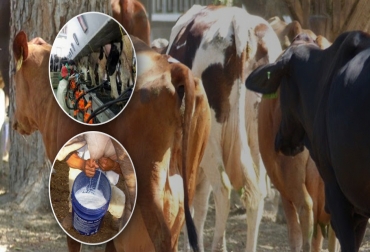 Los animales cebú aumentan su producción de leche cuando se cruzan con los bos taurus. Foto: portalganaderohigueyano.blogspot.com / www.infocarne.com / www.ganadof1.com lechería en Colombia