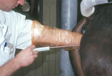 La detección del celo es clave para servir a una vaca. Foto: blog.elhogarprovegan.org. preñez vaca