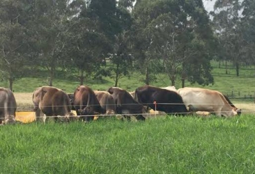 En la finca El Madrigal se implementan 2 sistemas productivos muy efectivos. Foto: CONtexto Ganadero. finca, modelo de producción, sistemas, productividad, Lechería especializada, ganado, ganaderos, Santander