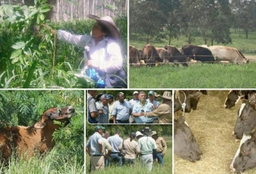 Estos 5 predios se caracterizan por sus modelos de producción eficientes y sostenibles. Foto: CONtexto Ganadero. finca, modelo de producción, sistemas, productividad, ganado, ganaderos, Colombia