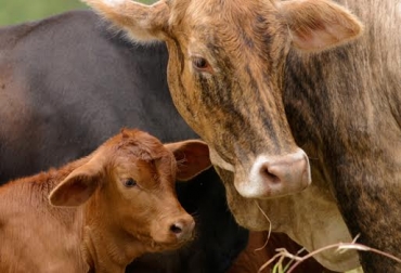 Las 2 líneas sirven para laretención de vientres bovinos y bufalinos y la compra de toros reproductores. Foto: Fedegán. crédito colombia retención de vientres y compra de toros reproductores