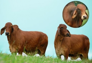 La cebú roja se encuentra en el trópico bajo colombiano. Foto: ranchohuastecas.com / www.asocebu.com. ganadería raza Brahman rojo