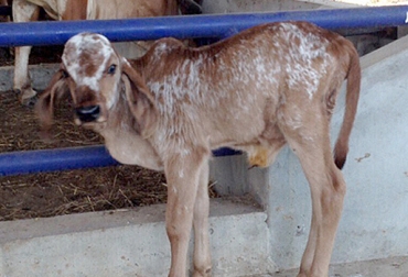 Este es el primero de los 8 clones que resultaron del proceso in vitro cloning realizado en el CDT Ganadero del Cesar. Foto: Gobernación del Cesar. Cesar, Valledupar, CDT Cesar, CDT de la ganadería Cesar, CDT, vaca Randa, toro Naranjal, Ganadería El Tesoro, clonación bovina, clonación de un bovino, clonación genética en colombia, raza Gyr, características fenotípicas del animal, ganadería El Recreo, toro Sansao, primeros clones bovinos en Colombia, .contexto ganadero