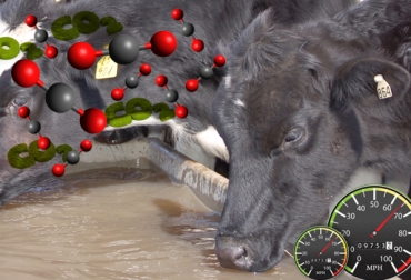 Con el proyecto se pretende saber cuánta cantidad de agua se usa para producir leche y carne y cuántos gases se emiten. Foto: CONtexto ganadero. huella de carbono - huella hídrica