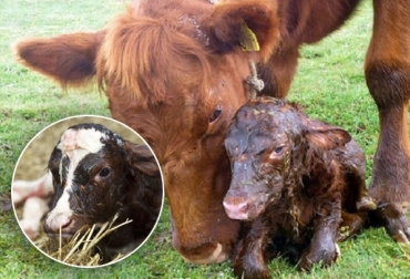 Las crías bovinas que nacen en sitios limpios tienen menos riesgo de morir. Foto: www.agromeat.com nacimiento terneros