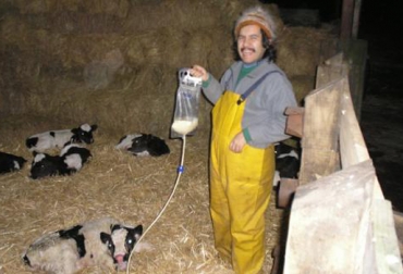 Algunas crías bovinas rechazan el calostro. La sonda esofágica se convierte en la solución para alimentarlas. Foto: www.fotolog.com www.delaval.es. sonda esofágica