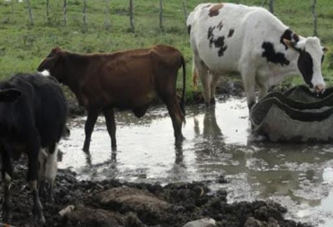 La lluvia es bienvenida en los predios pero se debe aprovechar de forma adecuada. Foto: www.eldeber.com.bo. lluvia en ganaderías