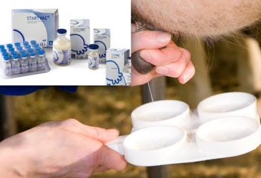 El producto previene la patología que más causa pérdidas en la ganadería. Foto: www.hipra.com / mazovelasquezenelcampo.blogspot.com. mastitis bovina Colombia vacuna